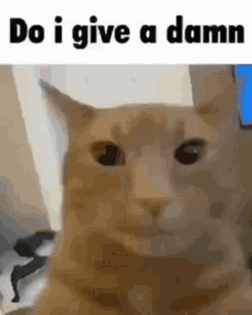 :cat: